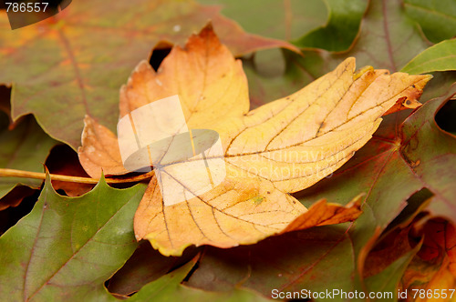 Image of Colorful autumnal leaves