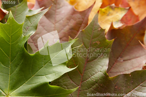 Image of Colorful autumnal leaves