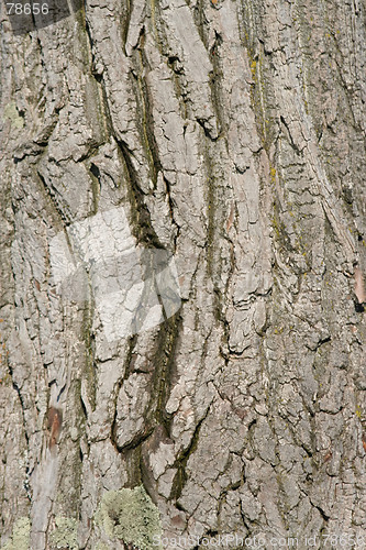 Image of bark texture