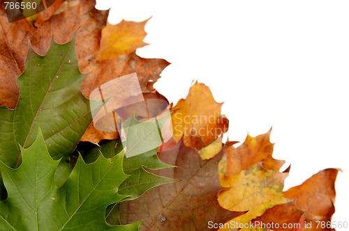 Image of Colorful autumnal leaves