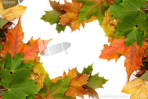 Image of Colorful autumnal leaves