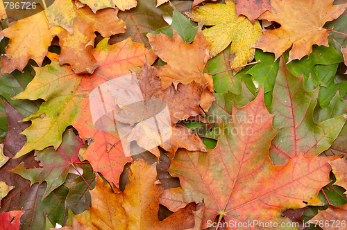 Image of Colorful autumnal leaves