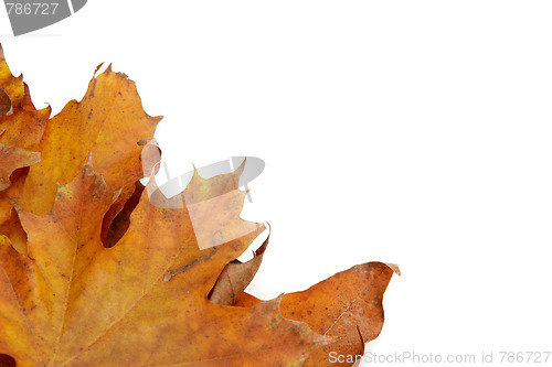 Image of Colorful autumnal leaves