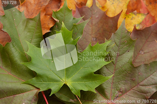 Image of Colorful autumnal leaves