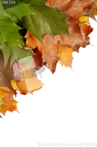 Image of Colorful autumnal leaves