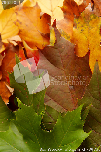 Image of Colorful autumnal leaves