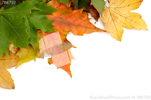 Image of Colorful autumnal leaves