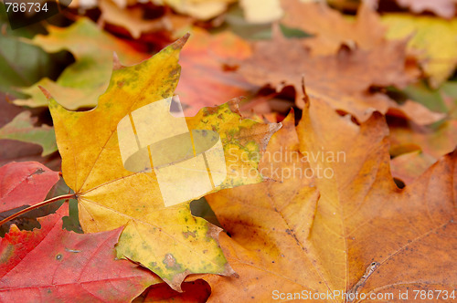 Image of Colorful autumnal leaves