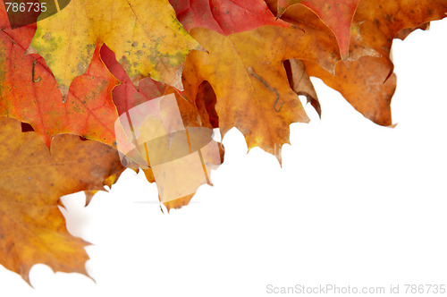 Image of Colorful autumnal leaves