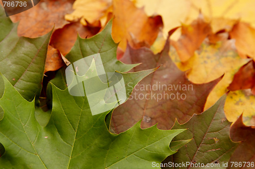 Image of Colorful autumnal leaves