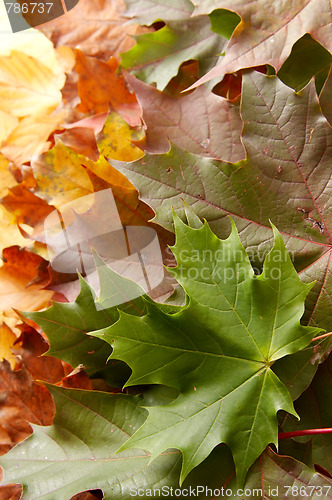 Image of Colorful autumnal leaves