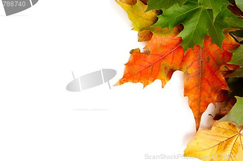 Image of Colorful autumnal leaves