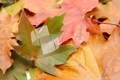 Image of Colorful autumnal leaves