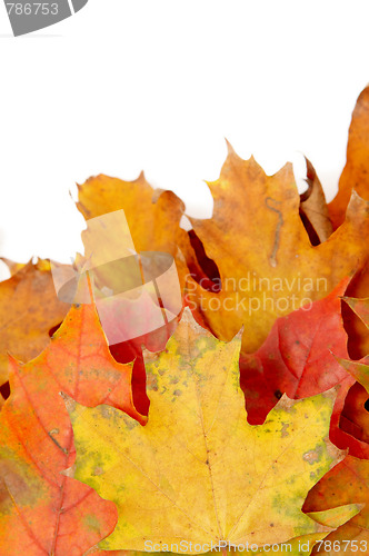 Image of Colorful autumnal leaves