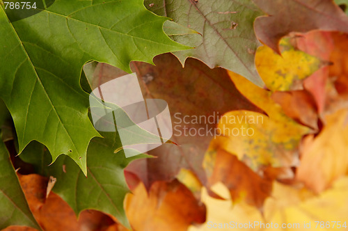 Image of Colorful autumnal leaves