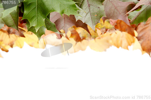 Image of Colorful autumnal leaves