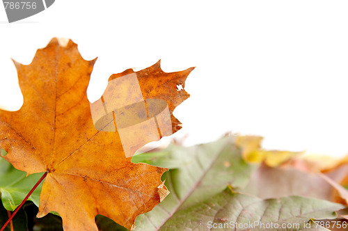 Image of Colorful autumnal leaves