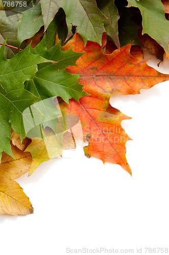 Image of Colorful autumnal leaves