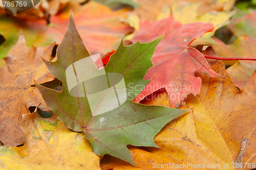 Image of Colorful autumnal leaves