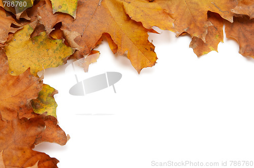 Image of Colorful autumnal leaves