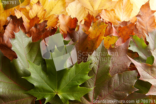 Image of Colorful autumnal leaves