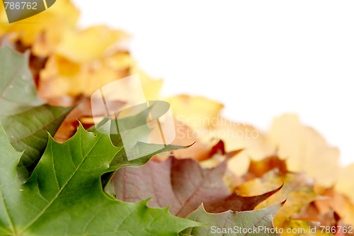 Image of Colorful autumnal leaves