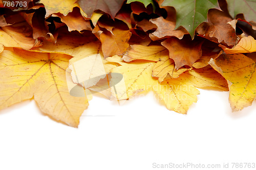 Image of Colorful autumnal leaves