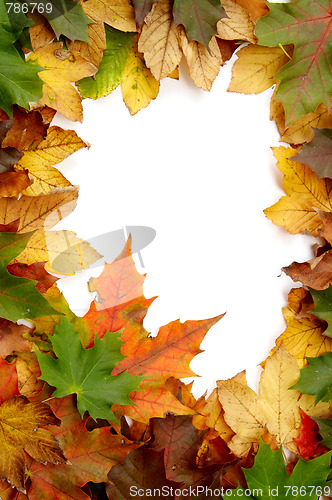 Image of Colorful autumnal leaves