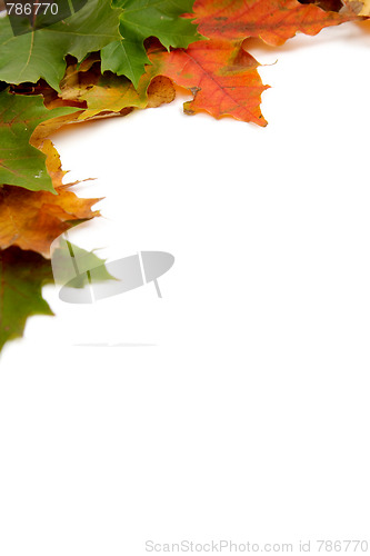 Image of Colorful autumnal leaves