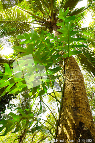 Image of Giant Tree in the rain forest.