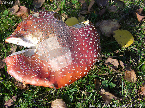 Image of Fly agaric