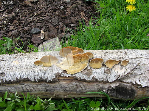 Image of Mushroom on tree