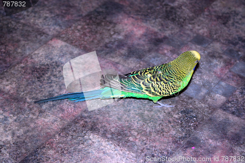 Image of green parrot