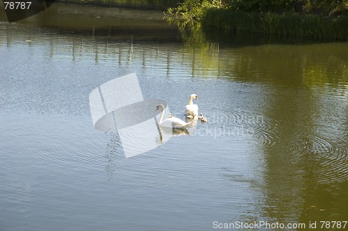 Image of Free swans