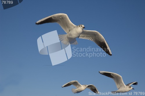 Image of Flying seagulls.