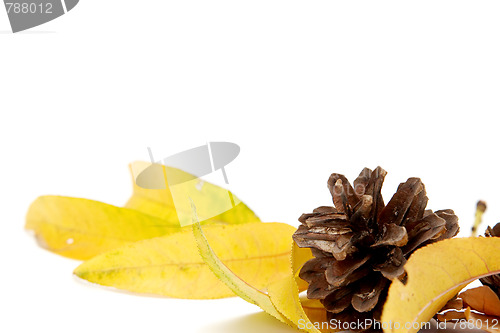 Image of Autumnal leaves arragement