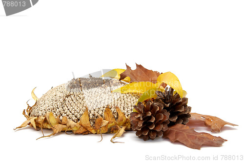 Image of Autumnal leaves arragement