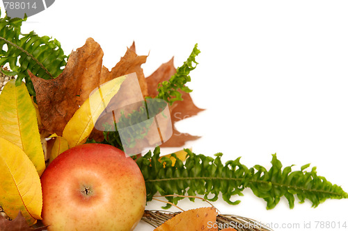 Image of Autumnal leaves arragement