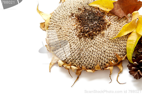 Image of Autumnal leaves arragement