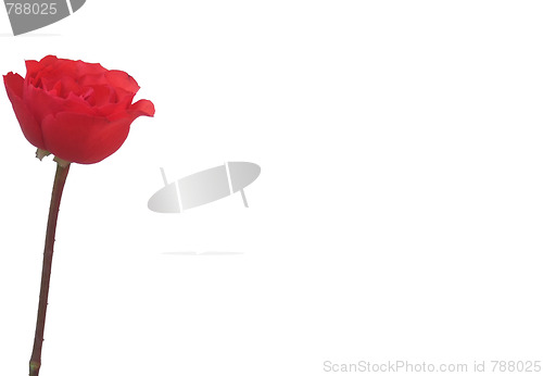 Image of isolated red rose