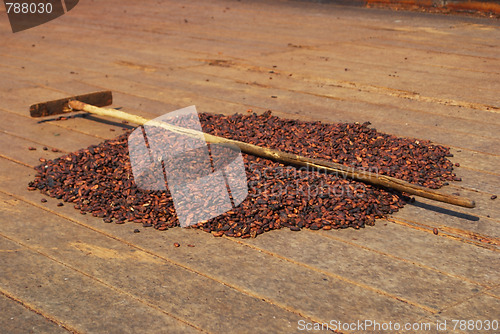 Image of cocoa beans drying on the sun