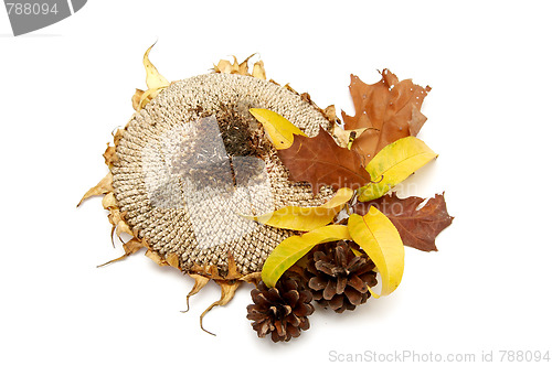 Image of Autumnal leaves arragement