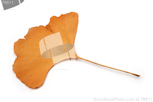 Image of Ginkgo bilboa leaf