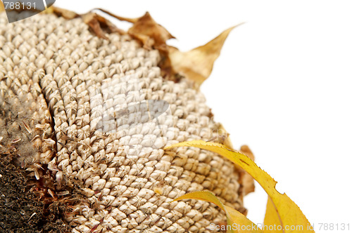 Image of Autumnal leaves arragement