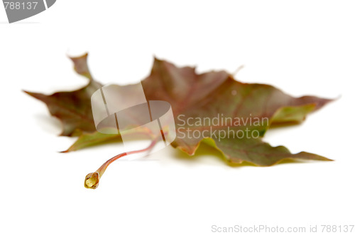 Image of Leaf
