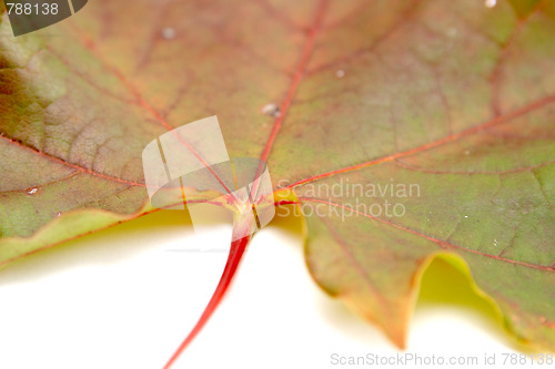 Image of Leaf