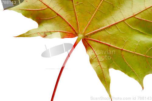 Image of Leaf