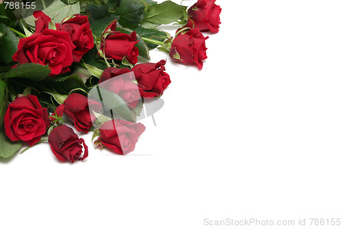 Image of Red roses