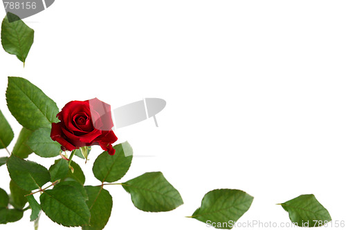 Image of Red roses