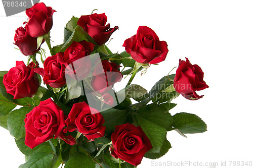 Image of Red rose